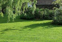 Pelouse : Quels sont les différentes pelouses ?