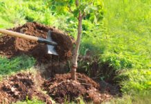 Plantation : Les étapes pour planter un arbre