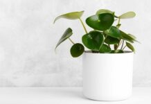 Plantation : Les Plantes intérieures – Parcs et jardins Parcs et jardins