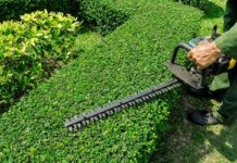 Taille de haie : Quelles sont les mesures à prendre ?