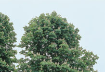 Plantation : Différents types et formes d’arbres