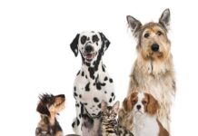 Comment prendre soin de votre animal de compagnie ?