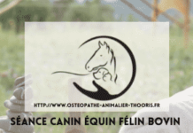 Toilleteur, quelles sont les étapes d’un toilettage canin ?