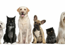 Que faut-il savoir avant d’adopter un animal ?