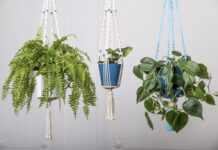 Type de plante : Quels sont les différentes plantes ?