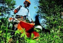 Quelles prestations propose un jardinier ?