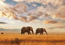 Partir en voyage de noces au KENYA